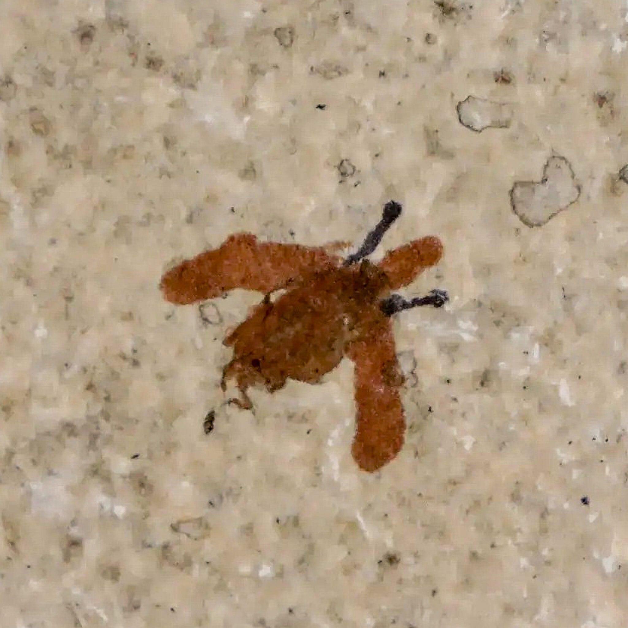 0.4 Detailed Fossil March Fly Insect Green River FM Uintah County UT Eocene Age - Fossil Age Minerals