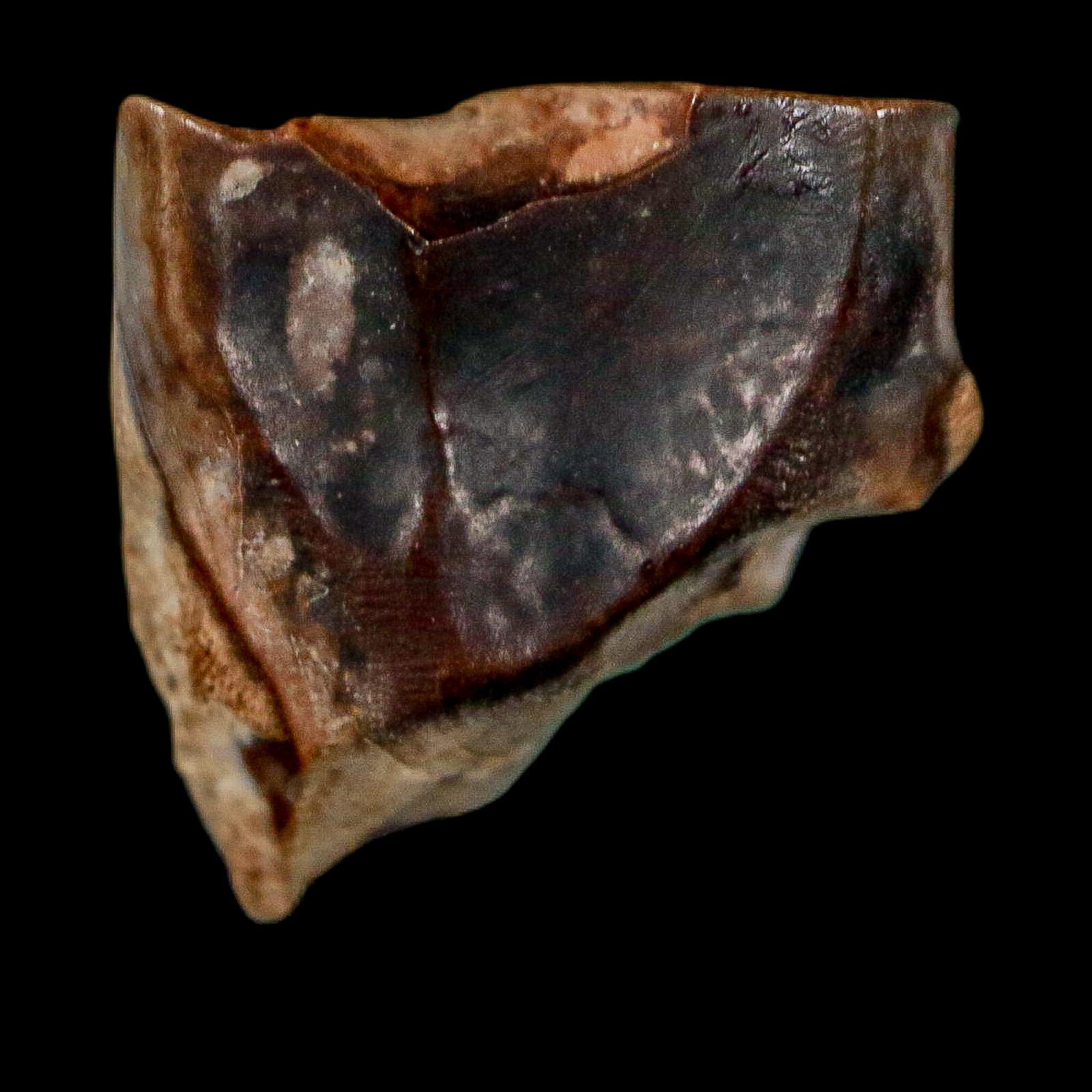 0.5" Triceratops Fossil Tooth Lance Creek FM Cretaceous Dinosaur WY COA Display - Fossil Age Minerals