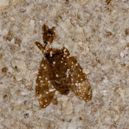 0.5 Detailed Fossil March Fly Insect Green River FM Uintah County UT Eocene Age