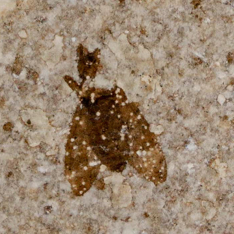0.5 Detailed Fossil March Fly Insect Green River FM Uintah County UT Eocene Age