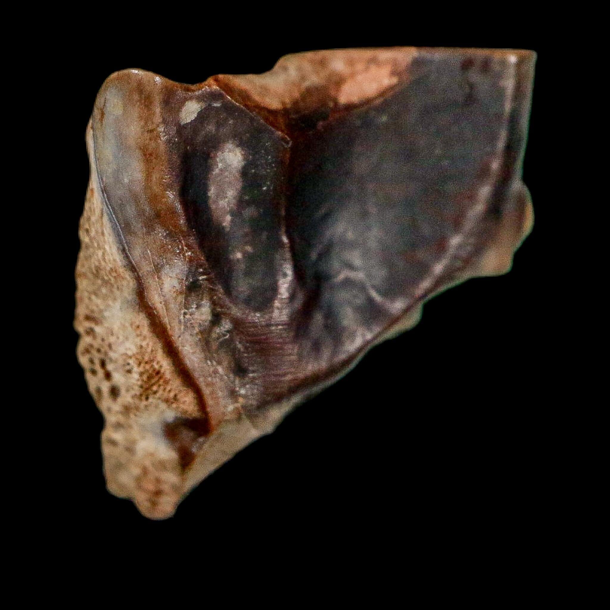 0.5" Triceratops Fossil Tooth Lance Creek FM Cretaceous Dinosaur WY COA Display - Fossil Age Minerals