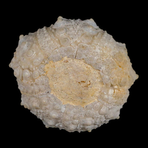 31MM Detailed Fossil Goniopygus Sp Sea Urchin Echinoid Cretaceous Morocco - Fossil Age Minerals
