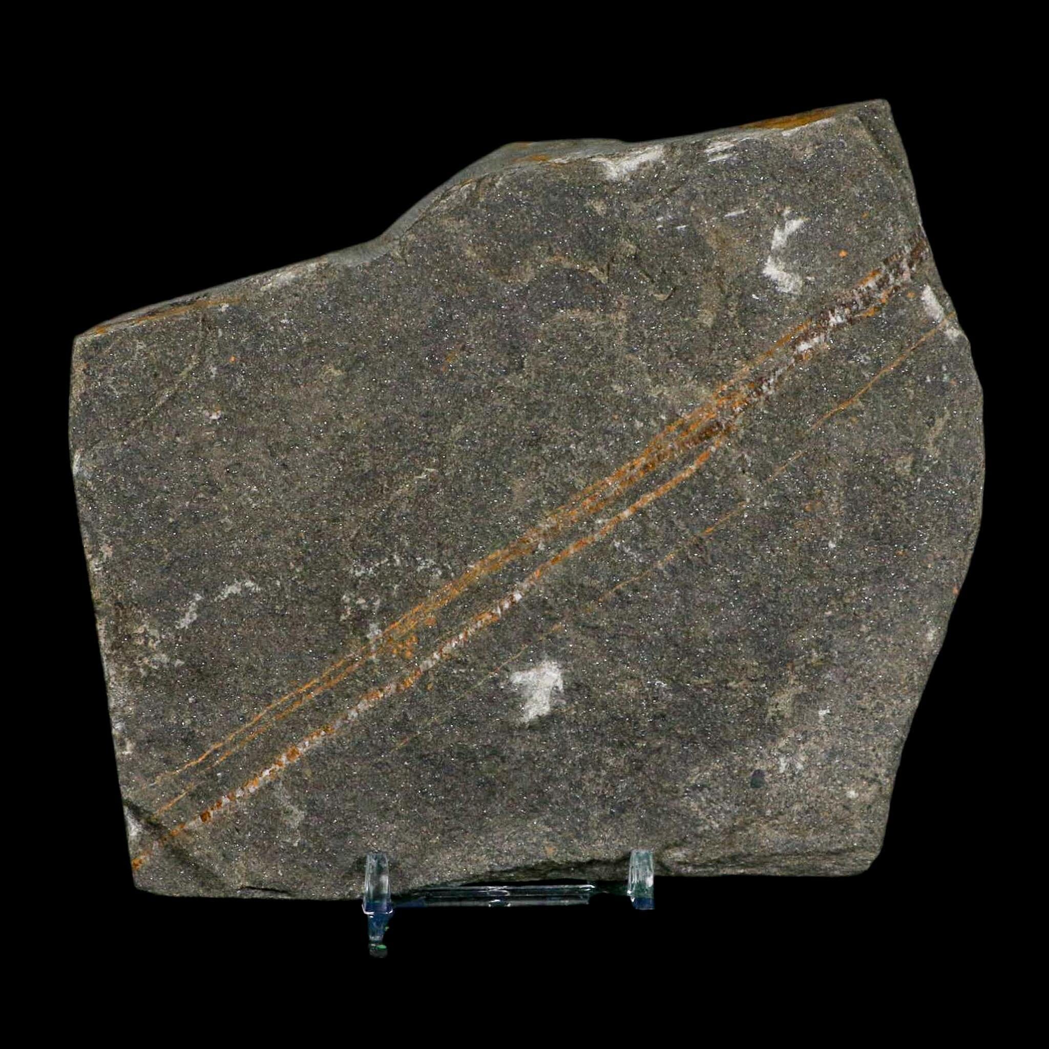 4.3" Brittlestar Ophiura Sp Starfish Fossil Ordovician Age Morocco COA & Stand - Fossil Age Minerals