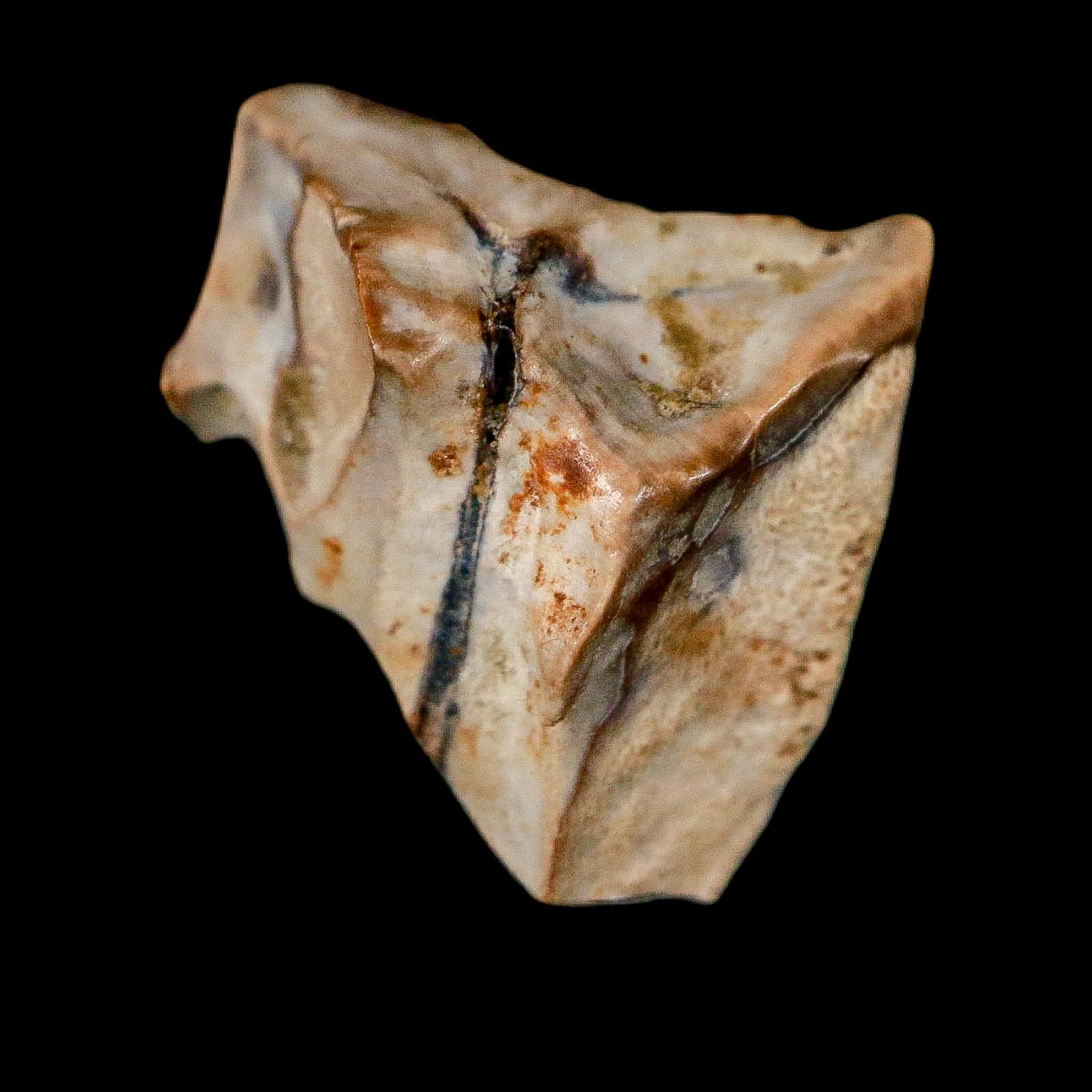 0.5" Triceratops Fossil Tooth Lance Creek FM Cretaceous Dinosaur WY COA Display - Fossil Age Minerals
