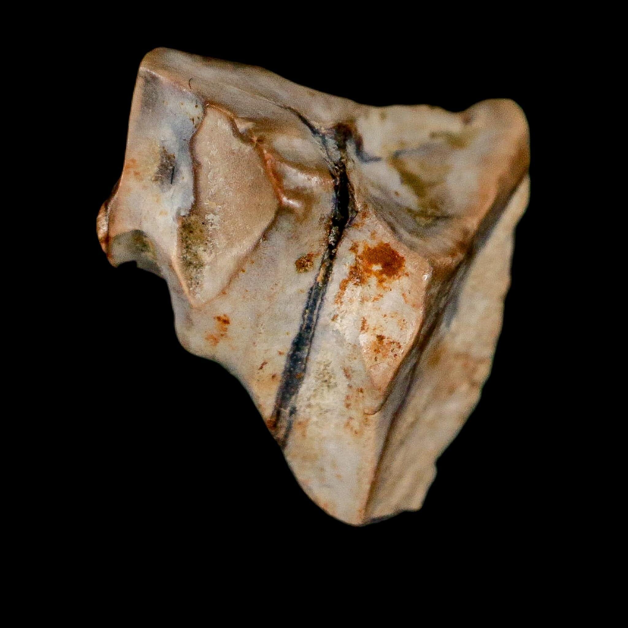 0.5" Triceratops Fossil Tooth Lance Creek FM Cretaceous Dinosaur WY COA Display - Fossil Age Minerals