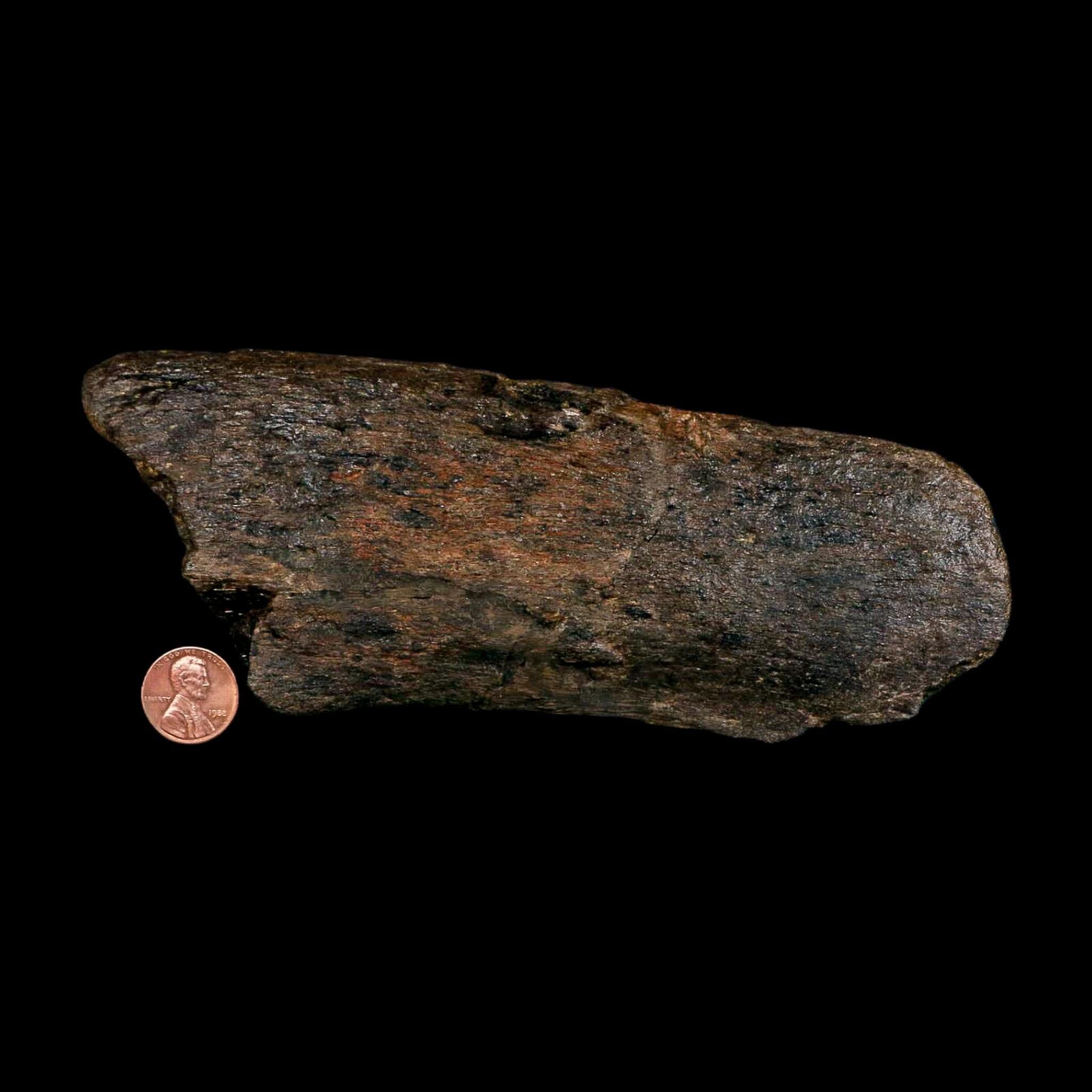 7.1" Hypacrosaurus Dinosaur Fossil Vertebrae Process Two Medicine FM Montana COA - Fossil Age Minerals