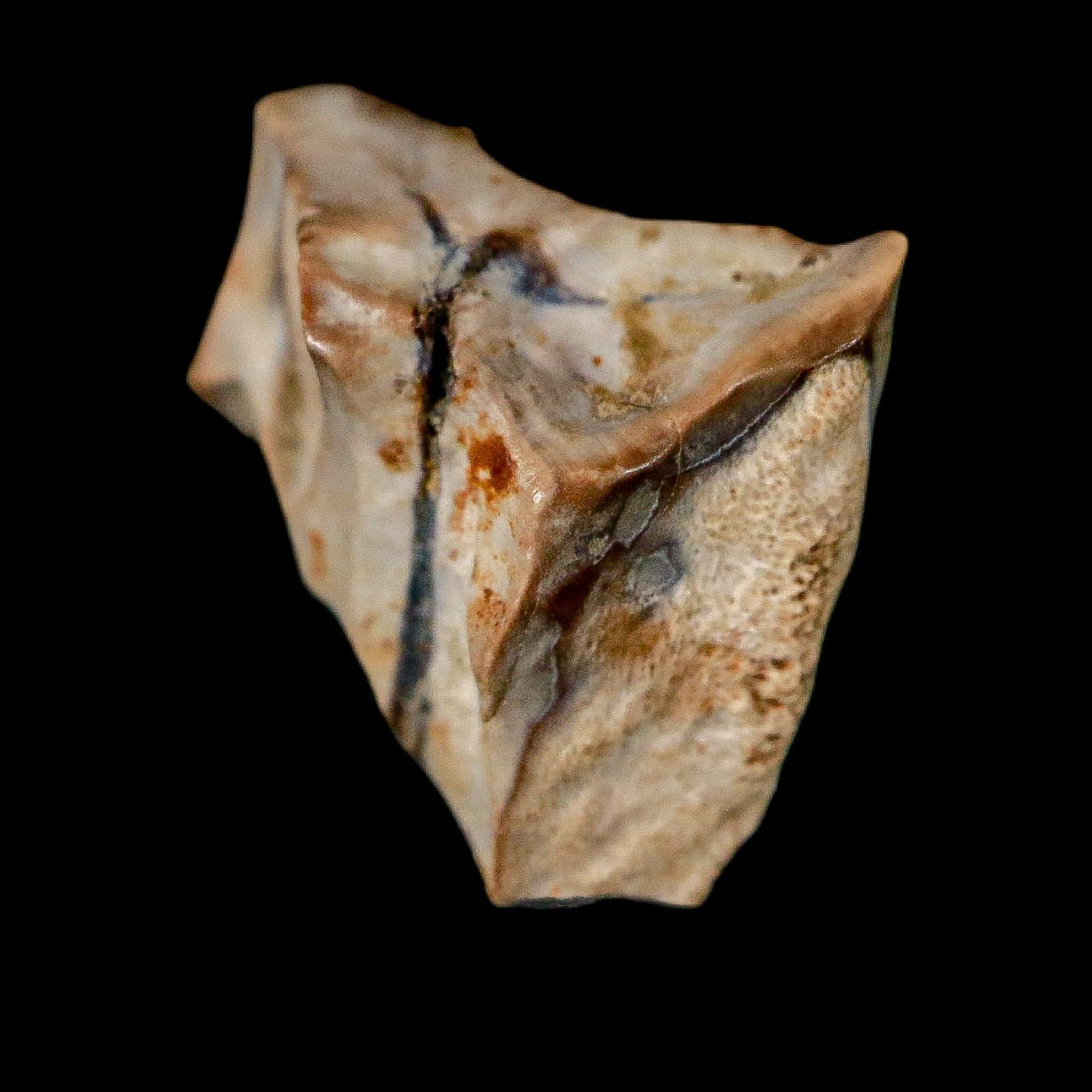 0.5" Triceratops Fossil Tooth Lance Creek FM Cretaceous Dinosaur WY COA Display - Fossil Age Minerals