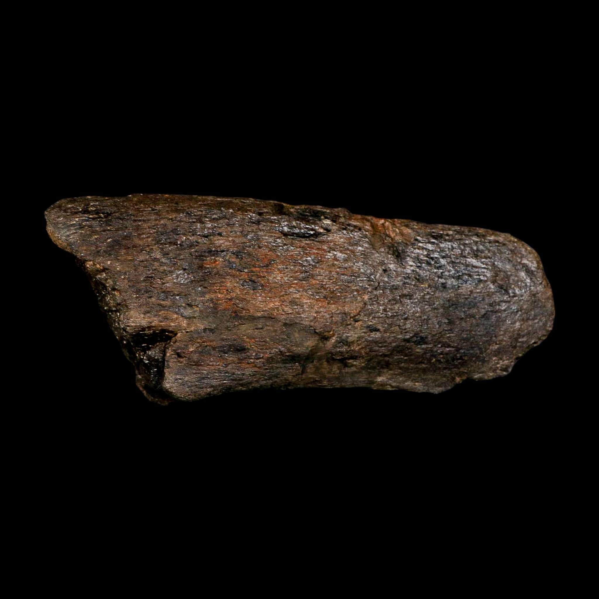 7.1" Hypacrosaurus Dinosaur Fossil Vertebrae Process Two Medicine FM Montana COA - Fossil Age Minerals