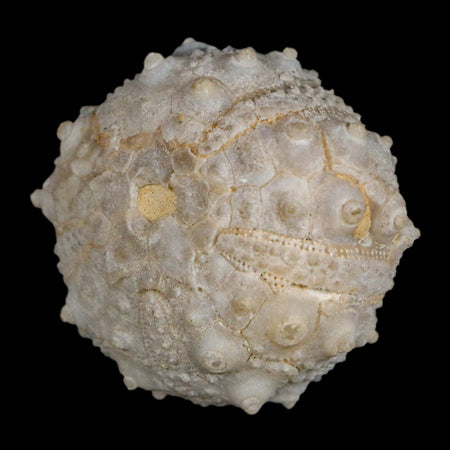 31MM Detailed Fossil Goniopygus Sp Sea Urchin Echinoid Cretaceous Morocco