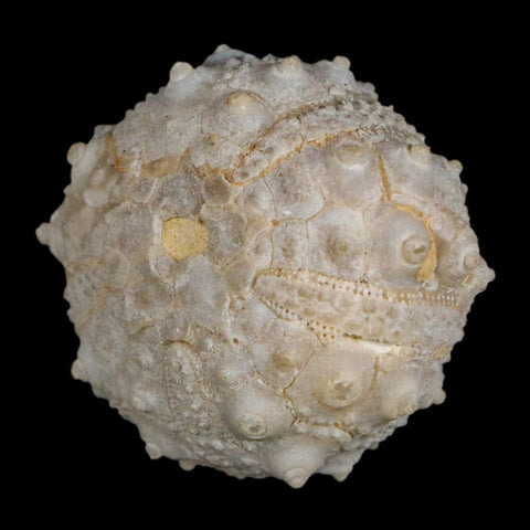 31MM Detailed Fossil Goniopygus Sp Sea Urchin Echinoid Cretaceous Morocco - Fossil Age Minerals