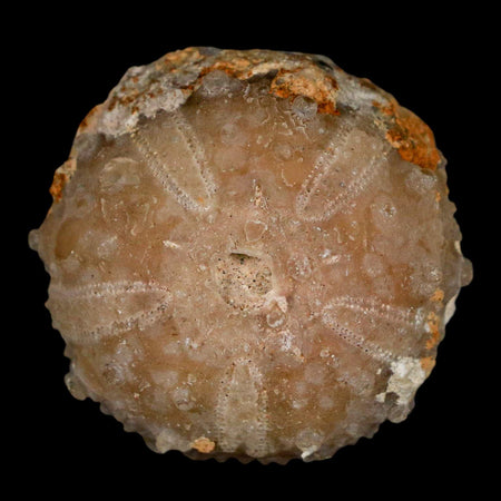 33MM Detailed Fossil Goniopygus Sp Sea Urchin Echinoid Cretaceous Morocco