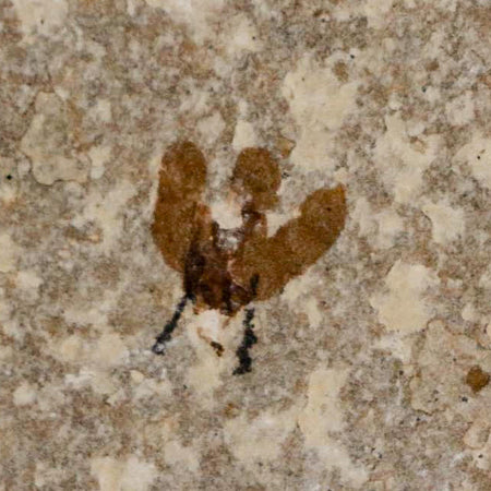 0.5 Detailed Fossil March Fly Insect Green River FM Uintah County UT Eocene Age