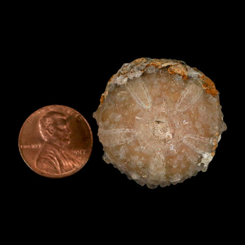 33MM Detailed Fossil Goniopygus Sp Sea Urchin Echinoid Cretaceous Morocco - Fossil Age Minerals