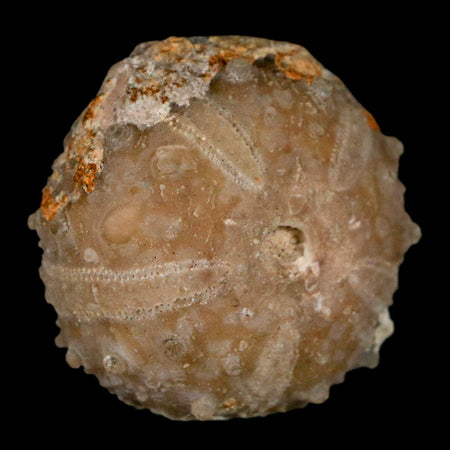33MM Detailed Fossil Goniopygus Sp Sea Urchin Echinoid Cretaceous Morocco