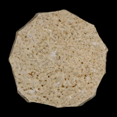 0.5 Detailed Fossil March Fly Insect Green River FM Uintah County UT Eocene Age