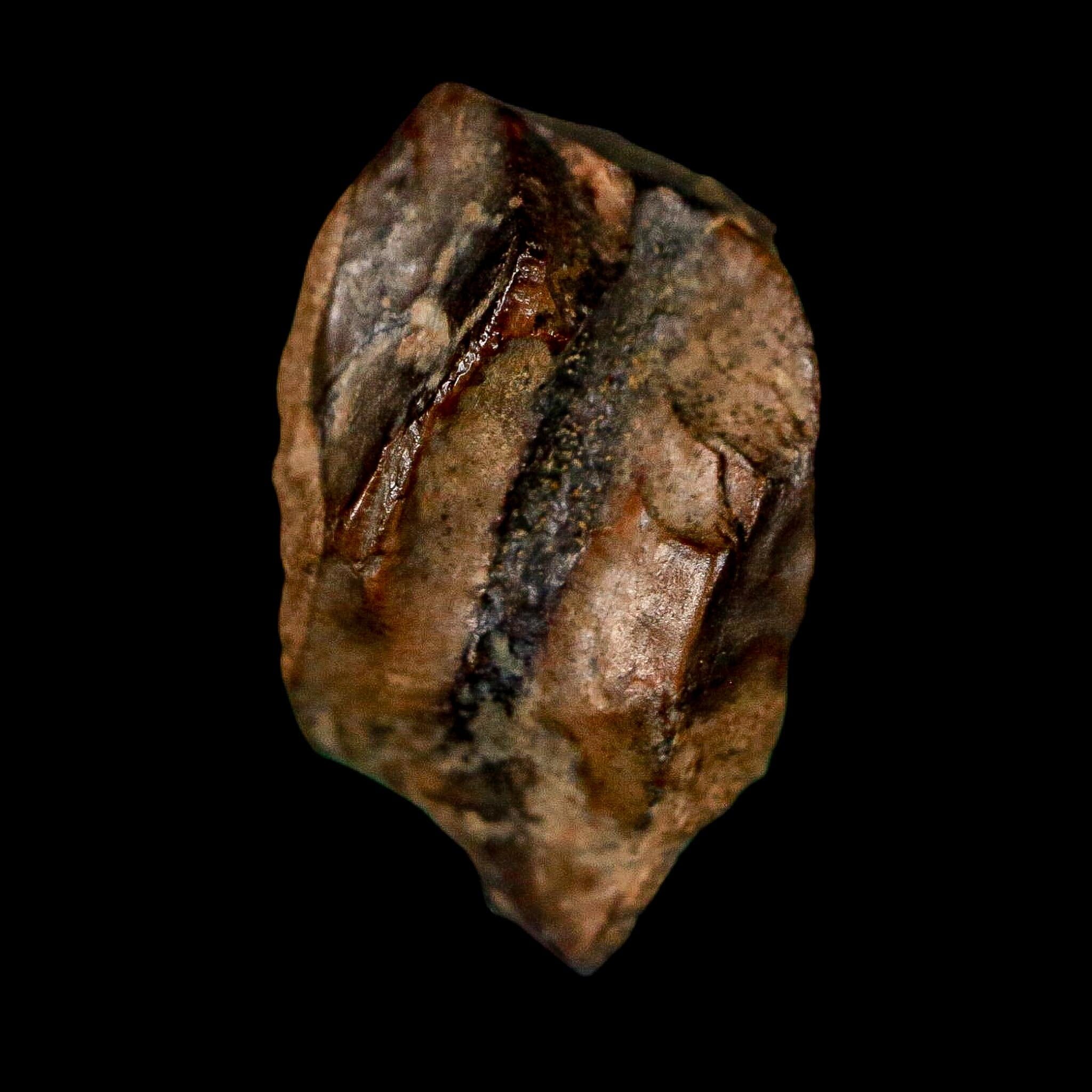 0.7" Triceratops Fossil Tooth Lance Creek FM Cretaceous Dinosaur WY COA Display - Fossil Age Minerals