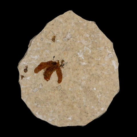 0.5 Detailed Fossil March Fly Insect Green River FM Uintah County UT Eocene Age