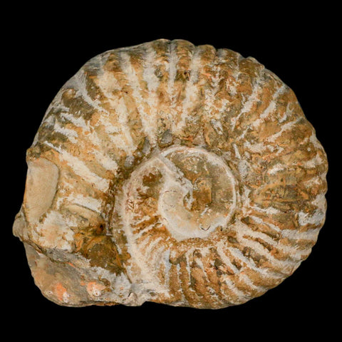 3.2" Acanthoceras Ammonite Fossil Agadir Morocco 360 Million Year Old COA - Fossil Age Minerals
