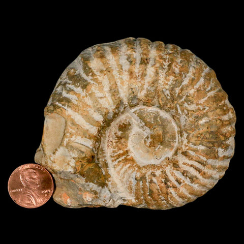 3.2" Acanthoceras Ammonite Fossil Agadir Morocco 360 Million Year Old COA - Fossil Age Minerals