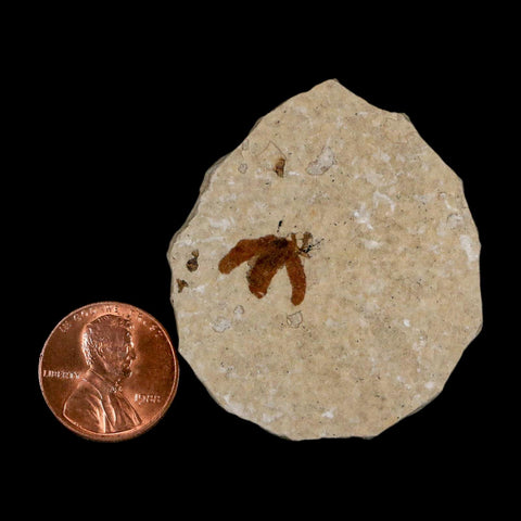 0.5 Detailed Fossil March Fly Insect Green River FM Uintah County UT Eocene Age