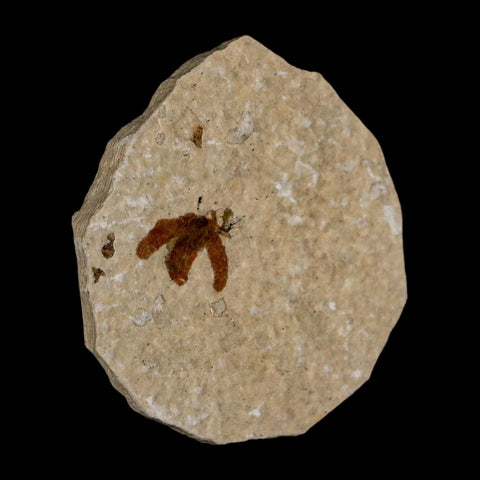 0.5 Detailed Fossil March Fly Insect Green River FM Uintah County UT Eocene Age