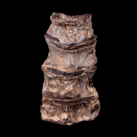 1.4" Xiphactinus Audax Fossil Vertebrae Cretaceous Era Fish Niobrara FM Kansas