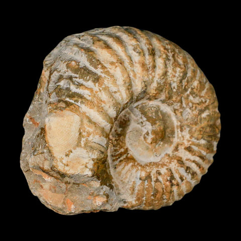 3.2" Acanthoceras Ammonite Fossil Agadir Morocco 360 Million Year Old COA - Fossil Age Minerals