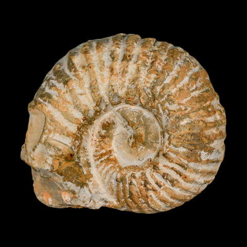 3.2" Acanthoceras Ammonite Fossil Agadir Morocco 360 Million Year Old COA - Fossil Age Minerals