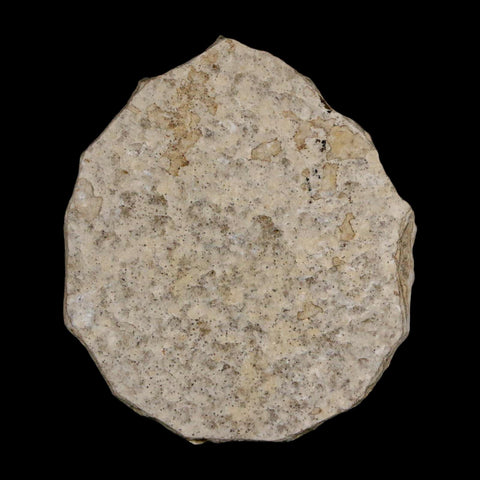 0.5 Detailed Fossil March Fly Insect Green River FM Uintah County UT Eocene Age