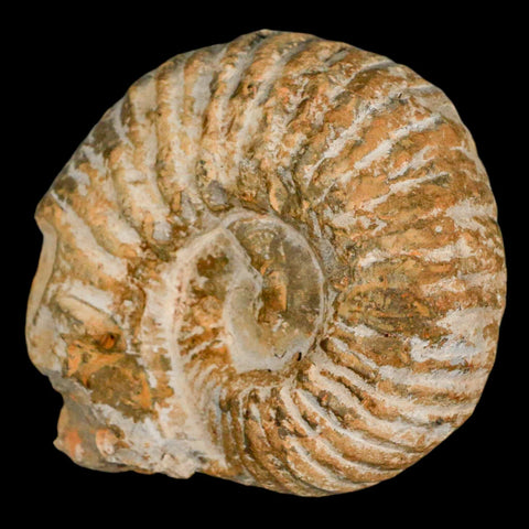 3.2" Acanthoceras Ammonite Fossil Agadir Morocco 360 Million Year Old COA - Fossil Age Minerals