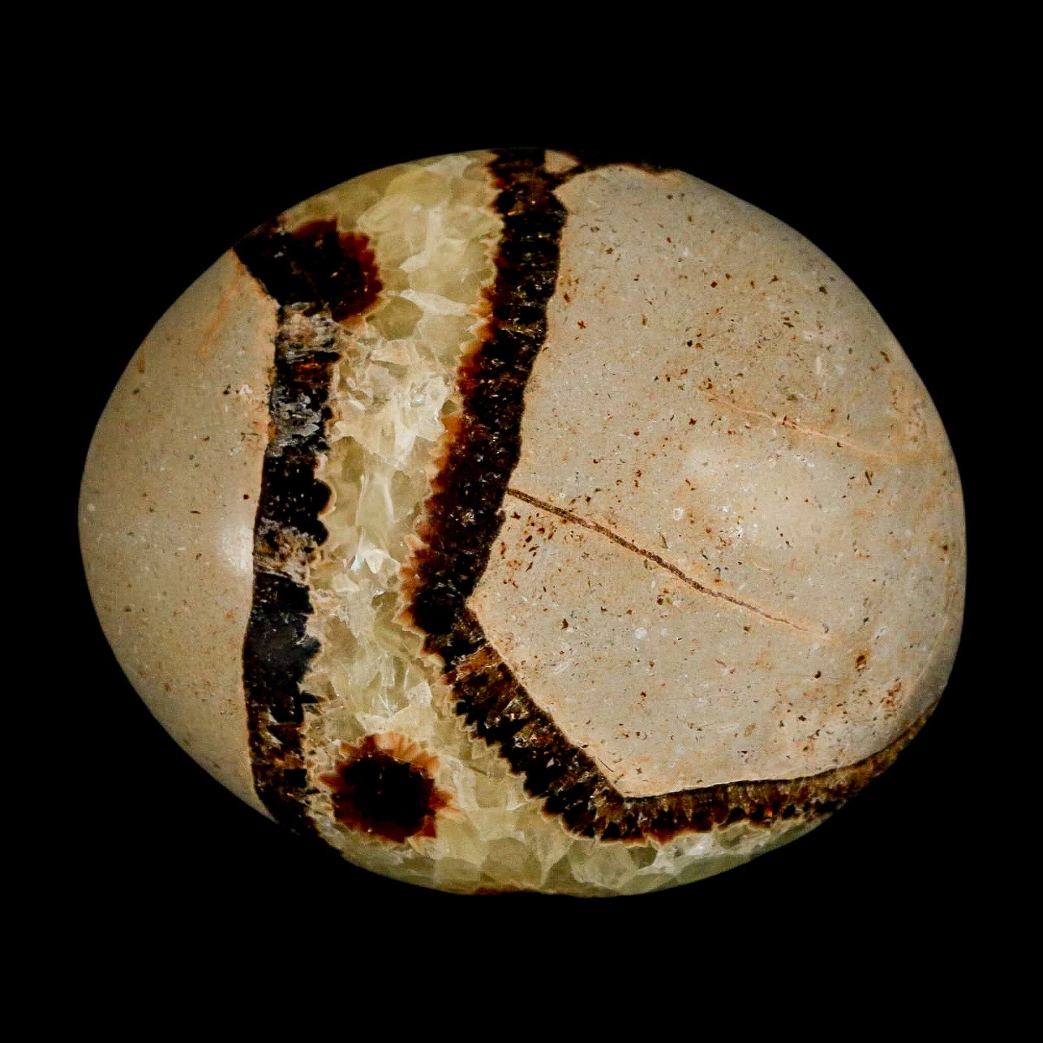 2.2" Septarian Dragon Palm Stone Mineral Specimen Healing Madagascar - Fossil Age Minerals
