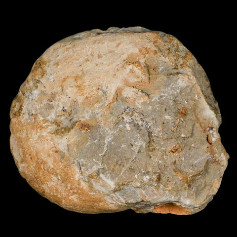 3.2" Acanthoceras Ammonite Fossil Agadir Morocco 360 Million Year Old COA - Fossil Age Minerals