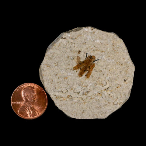0.5 Detailed Fossil March Fly Insect Green River FM Uintah County UT Eocene Age