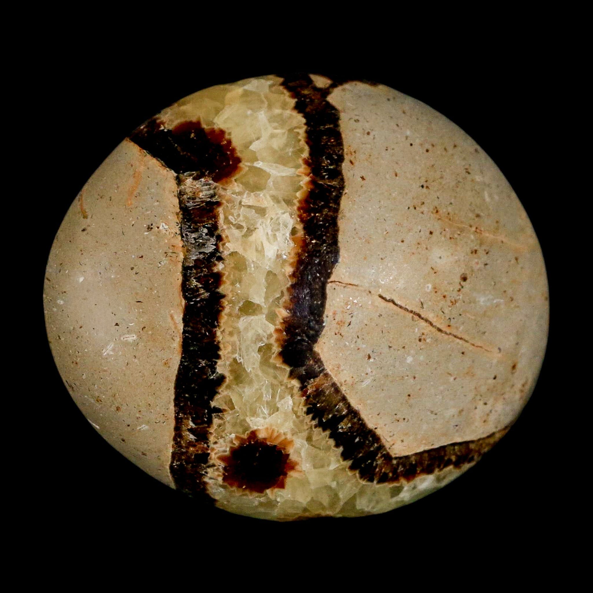 2.2" Septarian Dragon Palm Stone Mineral Specimen Healing Madagascar - Fossil Age Minerals