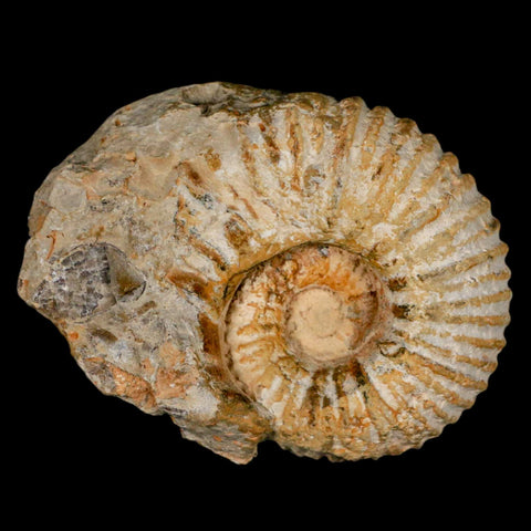 3.2" Acanthoceras Ammonite Fossil Agadir Morocco 360 Million Year Old COA - Fossil Age Minerals