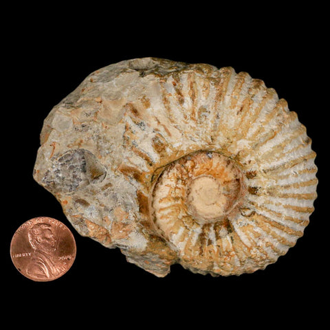 3.2" Acanthoceras Ammonite Fossil Agadir Morocco 360 Million Year Old COA - Fossil Age Minerals