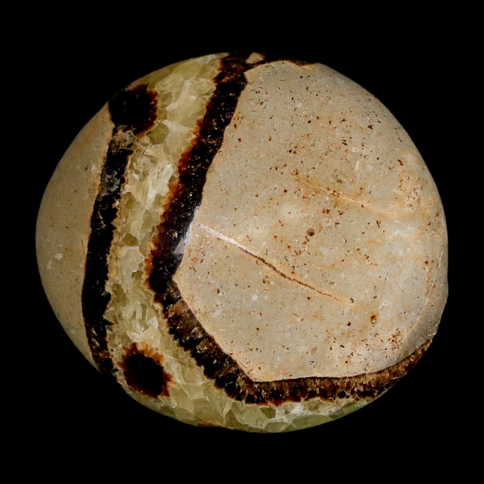 2.2" Septarian Dragon Palm Stone Mineral Specimen Healing Madagascar - Fossil Age Minerals