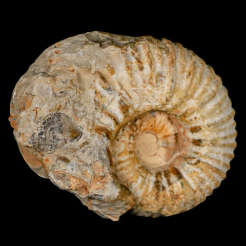 3.2" Acanthoceras Ammonite Fossil Agadir Morocco 360 Million Year Old COA - Fossil Age Minerals