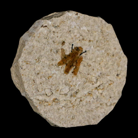 0.5 Detailed Fossil March Fly Insect Green River FM Uintah County UT Eocene Age
