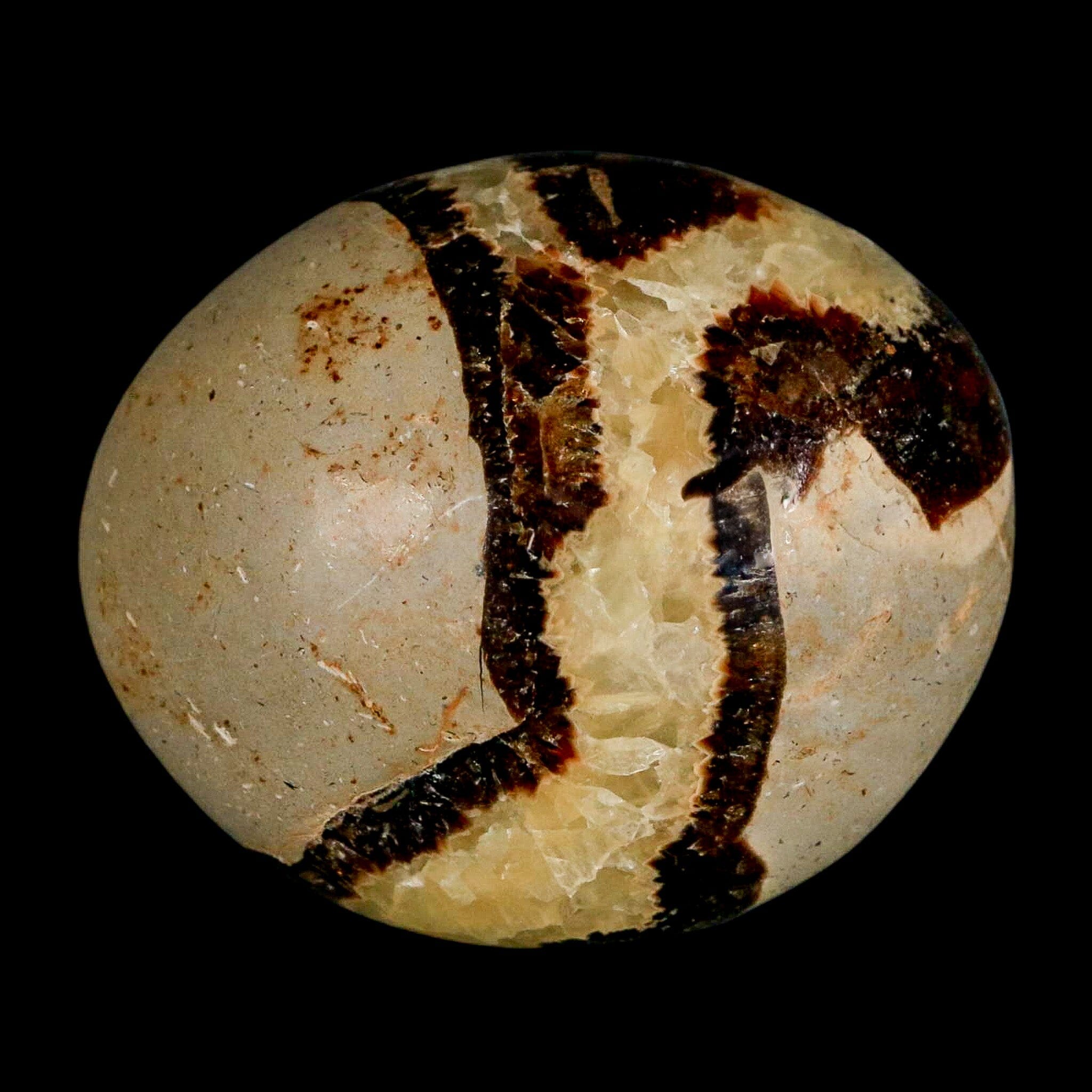 2.2" Septarian Dragon Palm Stone Mineral Specimen Healing Madagascar - Fossil Age Minerals