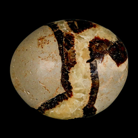 2.2" Septarian Dragon Palm Stone Mineral Specimen Healing Madagascar - Fossil Age Minerals