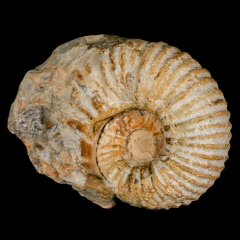 3.2" Acanthoceras Ammonite Fossil Agadir Morocco 360 Million Year Old COA - Fossil Age Minerals