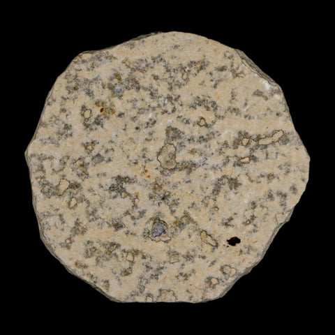 0.5 Detailed Fossil March Fly Insect Green River FM Uintah County UT Eocene Age