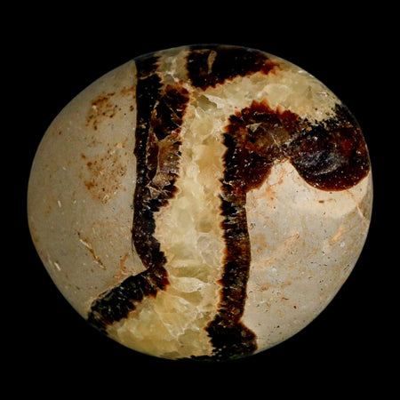 2.2" Septarian Dragon Palm Stone Mineral Specimen Healing Madagascar