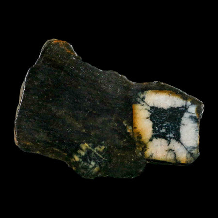 2.6" Rare Andalucite Var Chiastolite Mineral Specimen Asturias Province Boal Spain