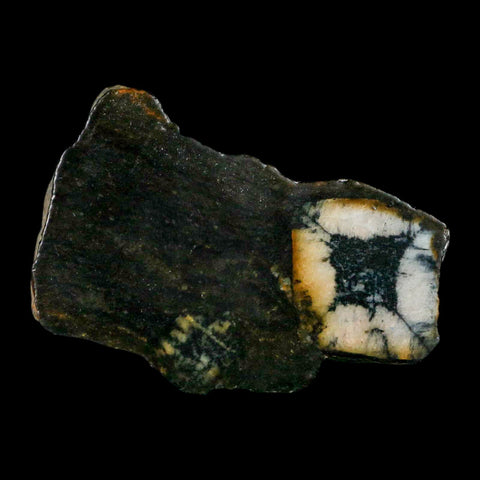 2.6" Rare Andalucite Var Chiastolite Mineral Specimen Asturias Province Boal Spain - Fossil Age Minerals