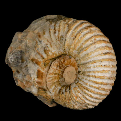 3.2" Acanthoceras Ammonite Fossil Agadir Morocco 360 Million Year Old COA - Fossil Age Minerals