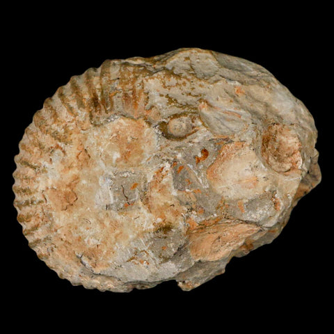 3.2" Acanthoceras Ammonite Fossil Agadir Morocco 360 Million Year Old COA - Fossil Age Minerals