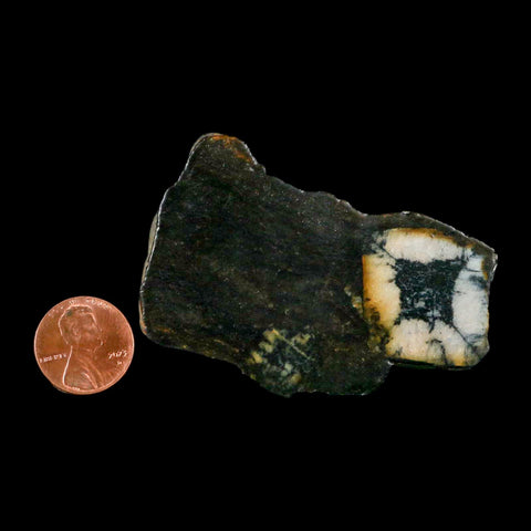 2.6" Rare Andalucite Var Chiastolite Mineral Specimen Asturias Province Boal Spain - Fossil Age Minerals