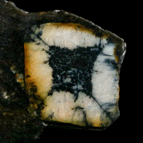 2.6" Rare Andalucite Var Chiastolite Mineral Specimen Asturias Province Boal Spain - Fossil Age Minerals